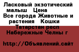 Ласковый экзотический малыш › Цена ­ 25 000 - Все города Животные и растения » Кошки   . Татарстан респ.,Набережные Челны г.